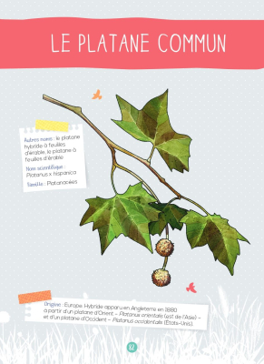 Mon petit guide nature, Les arbres