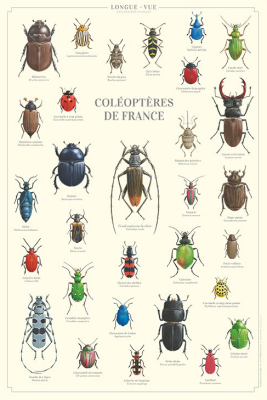 Affiche 40 x 60 cm - Coléoptères de France