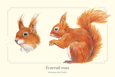 Carte Postale simple 10 X 15 cm Ecureuil roux