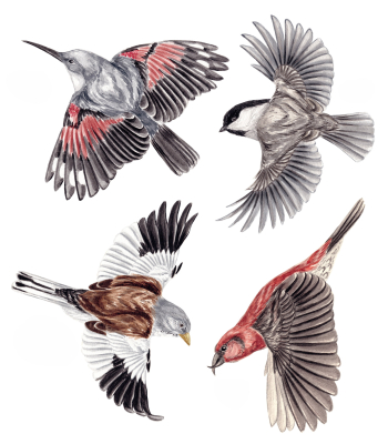 Anti-collisions électrostatiques Oiseaux des montagnes - Lot de 4