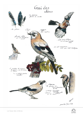 Carte naturaliste LPO 15 x 21 cm - Geai des chênes