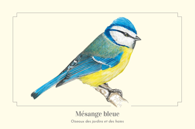 Carte Postale simple 10 x 15 cm Mésange bleue