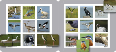 Memolo XL - 12 oiseaux des marais