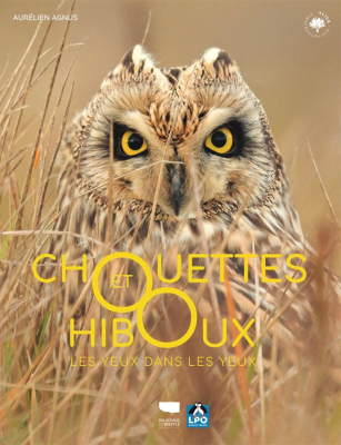 Chouettes et Hiboux, les yeux dans les yeux