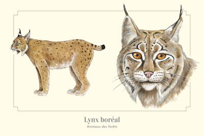 Carte Postale simple 10 X 15 cm Lynx d'Europe