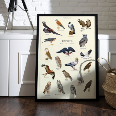 Affiche 40 x 60 cm - Rapaces