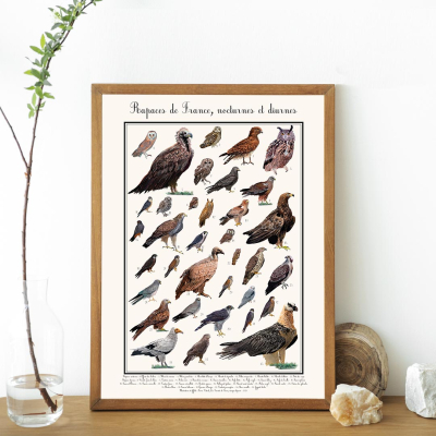 Affiche Rapaces de France nocturnes et diurnes, 30 x 40 cm