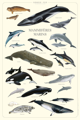 Affiche 40 x 60 cm - Mammifères marins