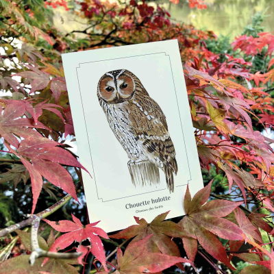 Carte Postale simple 10 X 15 cm Chouette Hulotte
