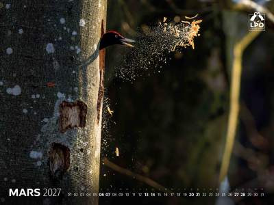 Calendrier LPO 2027 Oiseaux