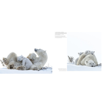 Wapusk, Ours Polaires