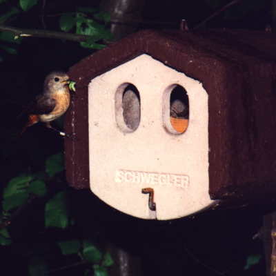 Nichoir Schwegler 1N double trou d'envol 30x50 mm