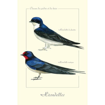 Carte Postale simple 10 x 15 cm Hirondelles