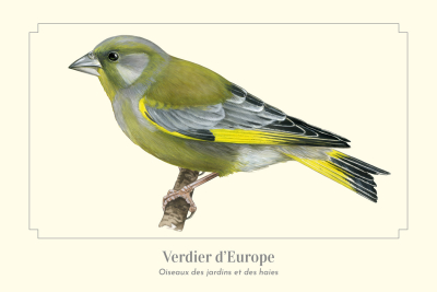 Carte Postale simple 10 x 15 cm Verdier d'Europe