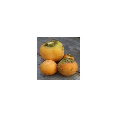 Graines Bio Navet Jaune Boule d'or
