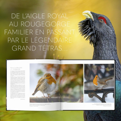 Extraordinaires oiseaux