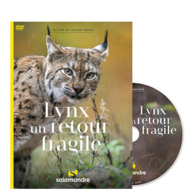 DVD Lynx, un retour fragile
