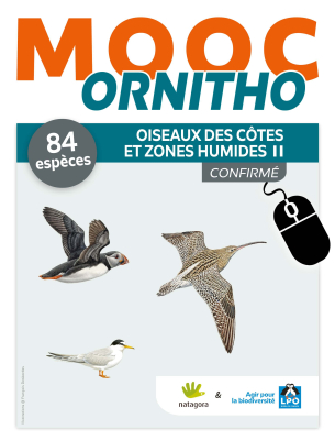 MOOC Ornitho - Oiseaux des côtes et zones humides 2