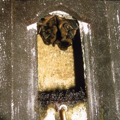 Gîte à chauve-souris Schwegler 2FN