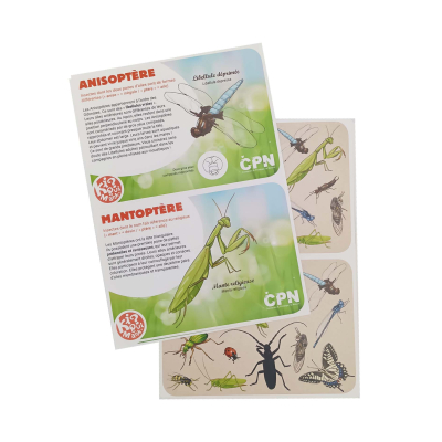 Kiquimank ? Insectes