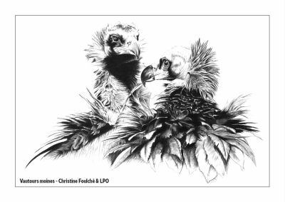 Carte postale LPO 10 x 15 cm - Vautours moines