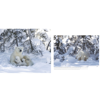 Wapusk, Ours Polaires