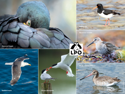 Set de table LPO Oiseaux du littoral