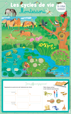 Poster effaçable, Les Cycles de vie Montessori