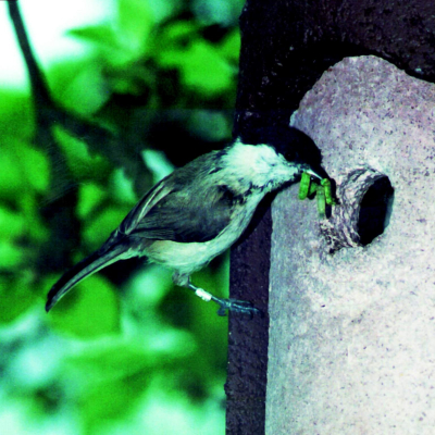 Nichoir Schwegler 1B 26 mm