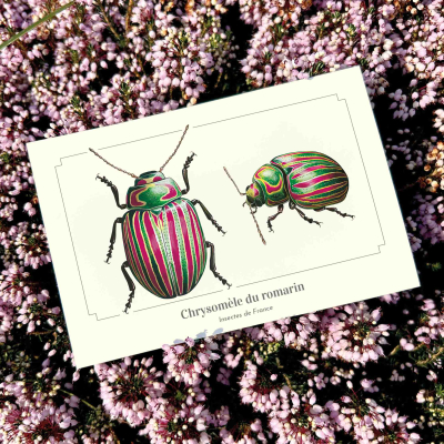 Carte postale naturaliste - Chrysomèle du romarin