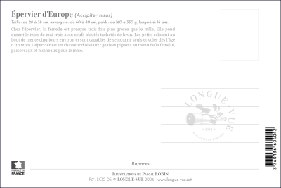 Carte postale simple 10 x 15 cm - Épervier