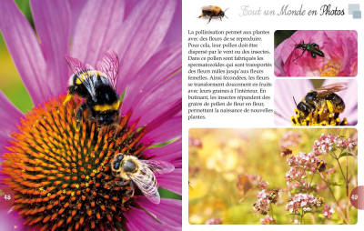 Tout un monde en photos : Les insectes