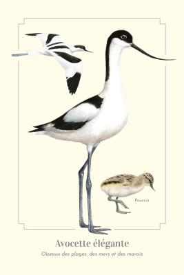 Carte Postale simple 10 X 15 cm Avocette élégante