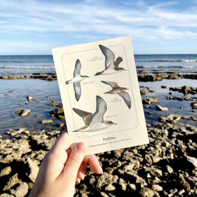 Carte postale simple 10 x 15 cm - Puffins