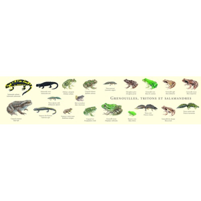 Carte Postale double 21 x 10 cm - Grenouilles, tritons et salamandres