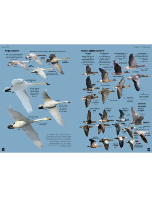 Guide des oiseaux d'Europe - Manuel d'identification photographique