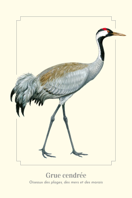 Carte Postale simple 10 x 15 cm Grue cendrée