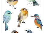 Pochette tatouages LPO Oiseaux