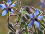 Graines Bio Bourrache officinale