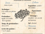 Graines Bio Achillée Millefeuille