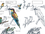 Mon carnet naturaliste à colorier - Oiseaux