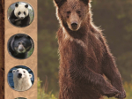 Tout un monde en photos : Les ours