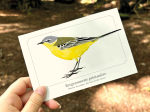 Carte postale naturaliste - Bergeronnette printanière