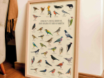 Affiche 40 x 60 cm - Oiseaux des jardins, des haies et des forêts