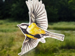 Anti-collisions électrostatiques Oiseaux des jardins - Lot de 4