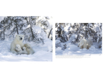 Wapusk, Ours Polaires