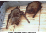 Gîte chauve-souris de façade Schwegler 1FQ