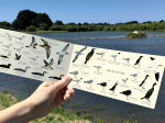 Carte Postale double 21 x 10 cm - Oiseaux de mer