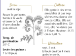 Graines Bio Engrais vert - Phacélie 20 m2