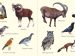 Carte postale double 21 x 10 cm - Animaux des montagnes